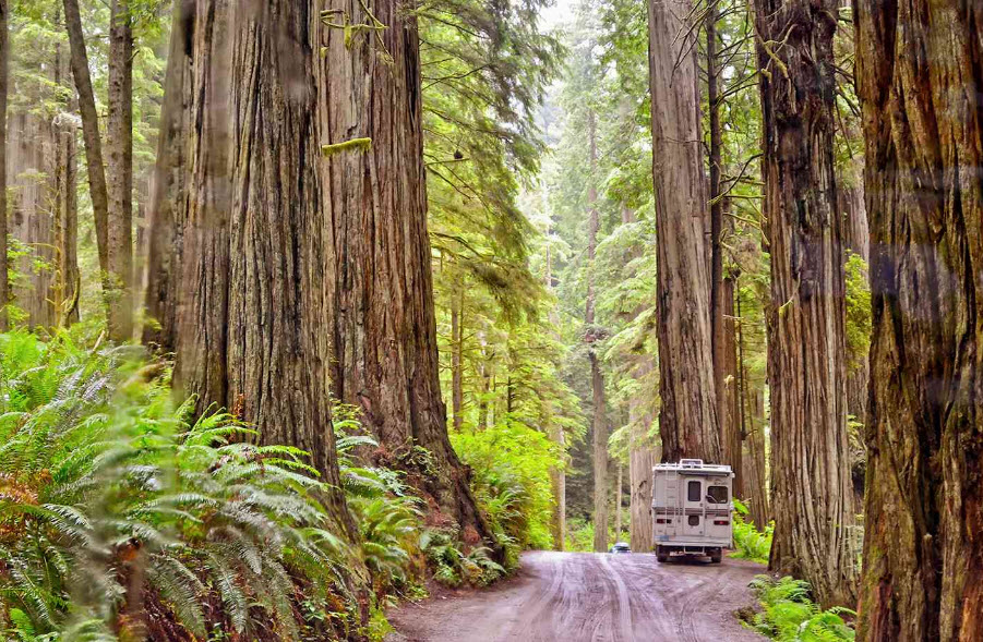 Jedediah Smith Redwoods State Park, California, USA